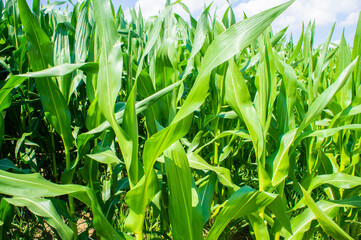 American cornfield with large leaves of ripe corn