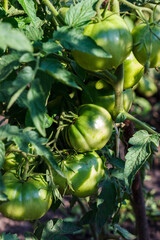 Branch of big green tomato on the bush