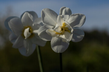 Fototapeta na wymiar daffodils in spring. two white flowers