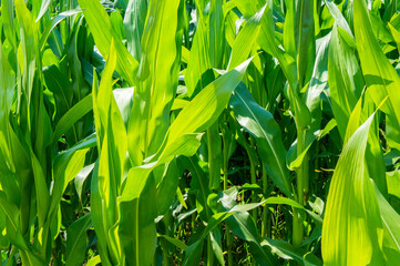 American cornfield with large leaves of ripe corn