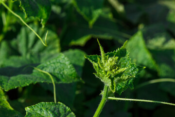 Bush of cucumber, sprouts and leaves, soft focus background