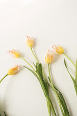 Colorful tulip flowers on white background. Flat lay, top view floral holiday celebration composition. Wedding, Valentine's Day, Mothers Day.