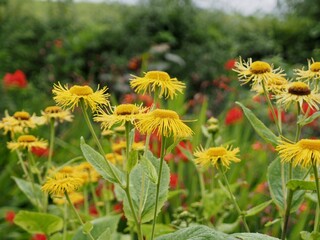 Summer Flower Garden