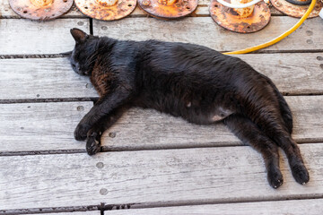 the black cat sleeping on the wood's floor