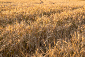 spikelets of wheat in the rays of the setting sun