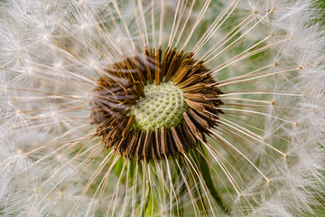 Spring flowers. Spring background. Macro photo of white dandelion cut flower on nature ground background