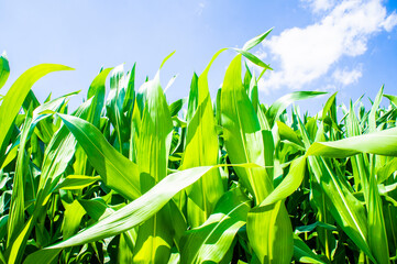 American cornfield with large leaves of ripe corn