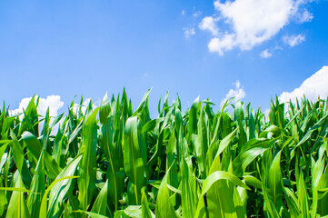 American cornfield with large leaves of ripe corn