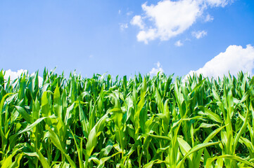 American cornfield with large leaves of ripe corn
