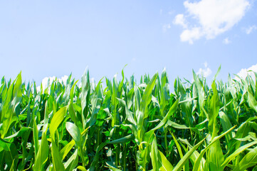 American cornfield with large leaves of ripe corn