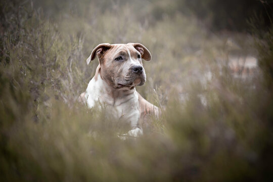 can a american staffordshire terrier live in malta