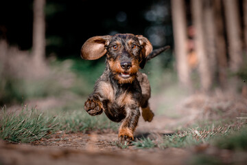 Wirehaired dachshund running
