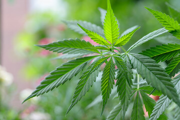 Leaves wild cannabis . Hemp medical plant.