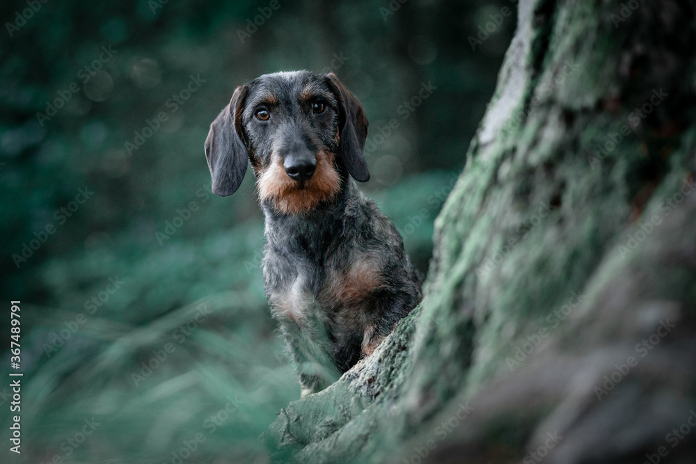 Wall mural dachshund in the park