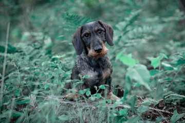 portrait of a hunting dog