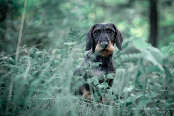Portrait of a small hunting dog