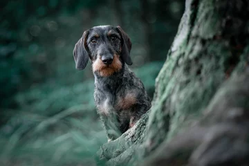 Foto op Plexiglas dachshund in the park © Charlotte