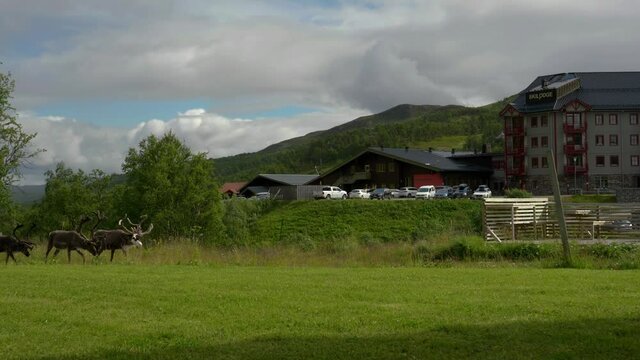 A herd of reindeers passing in front of a ski lodge in the Swedish mountains. No camera movement, filmed in realtime at 4K.