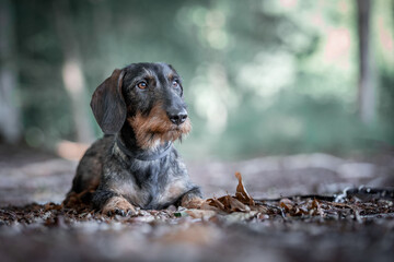 portrait of a wirehaired dachshund