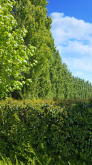 Fototapeta na wymiar green trees on edge of small forest