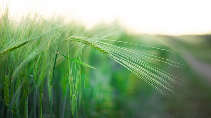 rye field close-up at sunset. ears of wheat at dawn