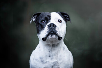 Portrait of a white Staffordshire Bullterrier with a black eye patch