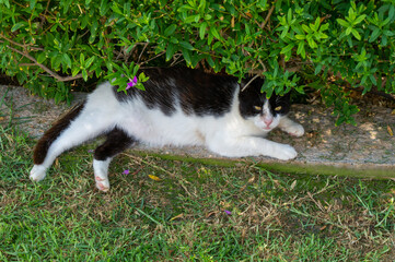 black and white cat lying down
 in the shade to escape the heat