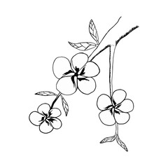 black and white flowers.set of floral elements for your design.hand drawn.flowers silhouettes. Vector EPS 10.