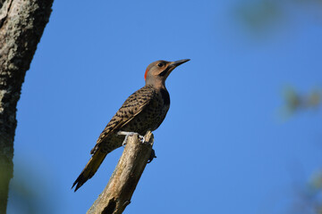 Male Northern Flicker woodpecker