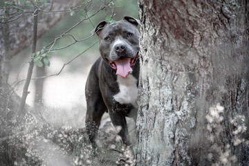Sweet American Staffordshire Terrier hiding behind a tree