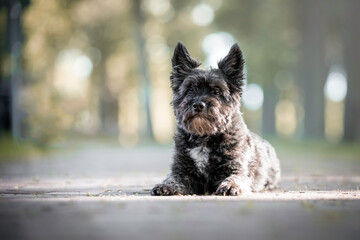 Beautiful Cairn Terrier/Lhasa Apso mix lying down