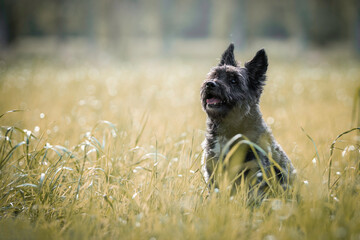 Portrait of a small Terrier sitting in the forest