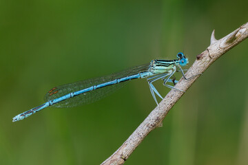White legged damselfly or blue featherleg male, sitting on a dry stalk of grass, closeup. Genus...