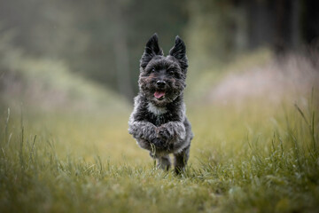 Happy Cairn Terrier/Lhasa Apso mix running in the forest