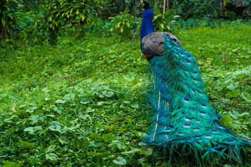A beautiful manicured peacock walks in a green bird park.