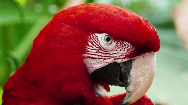 Close up of  the head of a colourful red scarlet macaw parrot