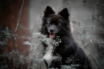 portrait of a Pomsky dog