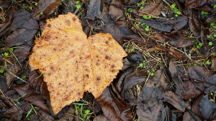 Closeup of large autumn leaf showing veins with yellow, orange and tan mottled texture, against a background of smaller brown leaves.