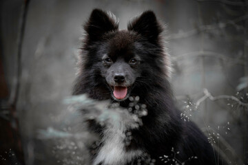 Portrait of a Pomsky dog
