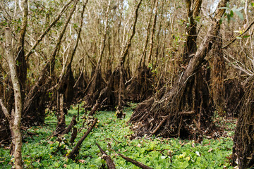 Tourism rowing boat in Tra Su indigo plant forest. Mekong delta, Vietnam. A serene river tour on the Mekong Delta..