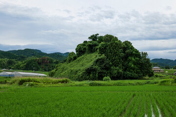 Fototapeta na wymiar A summer rainy day in a rural village in Nara Prefecture, Japan, with rice planted in the fields