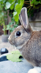 rabbit in the garden