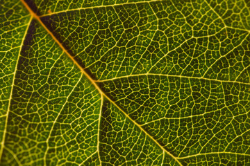Naklejka na ściany i meble Leaf of a tree close-up. Mosaic pattern of a net of yellow veins and green plant cells. The sun shines through the leaf. Dark vivid background or wallpaper on a floral theme. Macro