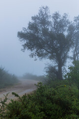 Fog in the forest