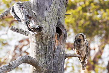 Hawk owl, Surnia ulula in front of a nest cavity in a old tree in summery taiga forest near Kuusamo, Northern Finland