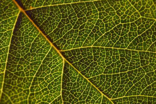Leaf of a tree close-up. Mosaic pattern of a net of yellow veins and green plant cells. The sun shines through the leaf. Dark vivid background or wallpaper on a floral theme. Macro