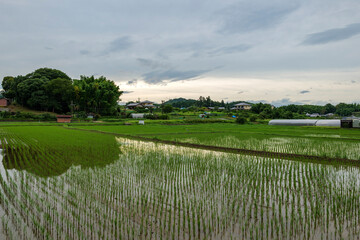 Fototapeta na wymiar A summer evening in an agricultural village, a paddy field overflowing with water