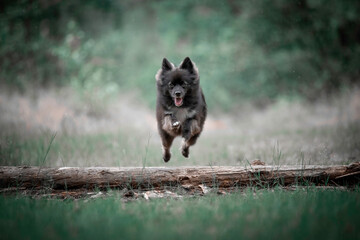 Pomsky jumping over a log in the forest