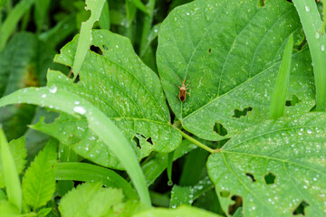 A cloudy rural landscape in the middle of summer