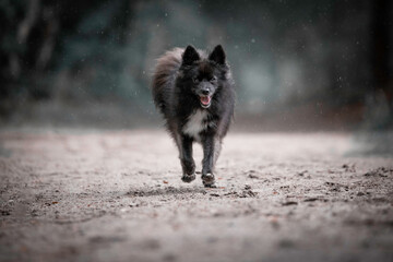 Fototapeta na wymiar Pomsky running in the rain in the forest